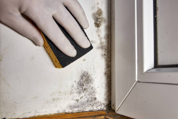 Greensburg, PA Mold Removal Company